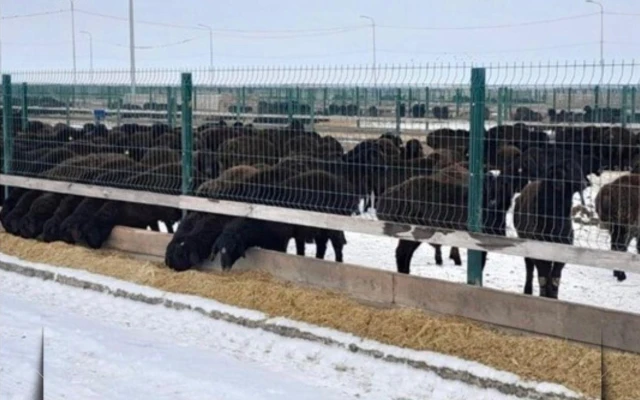 Edilbay Sheep Breed Confirmed High Meat Productivity