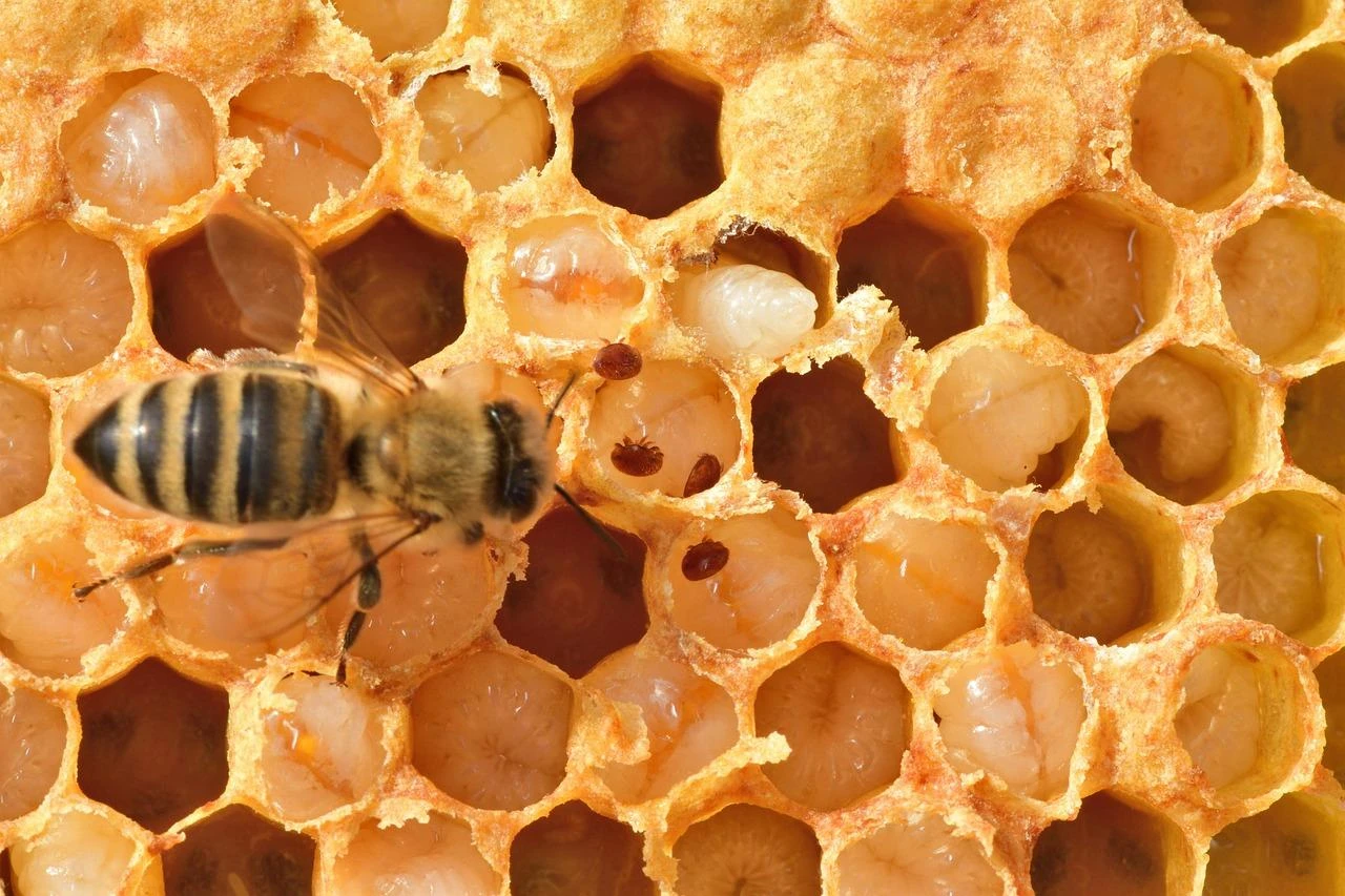 KRILF Scientists Tested Effective Early Detection Methods for Varroa Mite Infestation in Honey Bees KRILF Scientists Tested Effective Early Detection Methods for Varroa Mite Infestation in Honey Bees