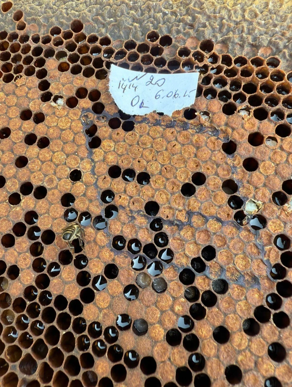Study Conducted in Almaty Region on Tropilaelaps spp. and Varroa destructor Infestation in Honey Bees