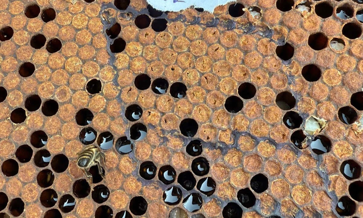 В Алматинской области изучена инвазия клещей Tropilaelaps spp. и Varroa destructor у пчёл