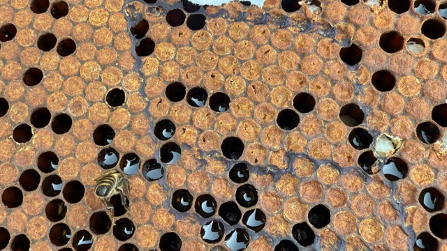 В Алматинской области изучена инвазия клещей Tropilaelaps spp. и Varroa destructor у пчёл