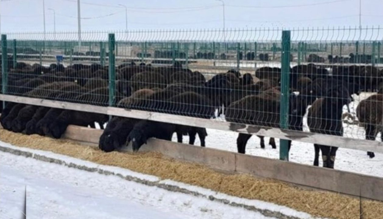 Эдильбаевская порода овец подтвердила высокую мясную продуктивность