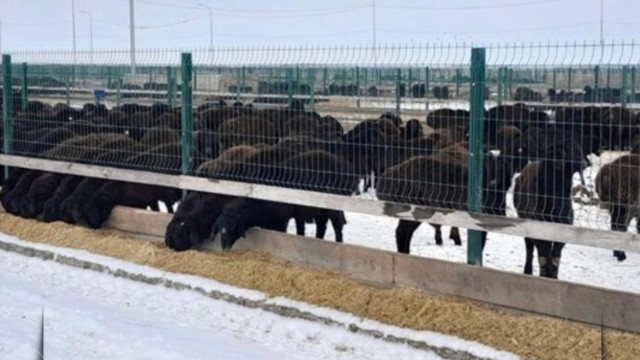 Эдильбаевская порода овец подтвердила высокую мясную продуктивность