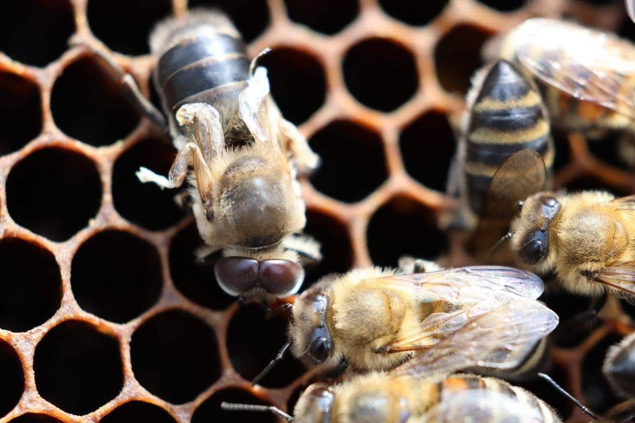 KRILF Scientists Conduct Expedition to Study Local Bee Population in Zhambyl Region