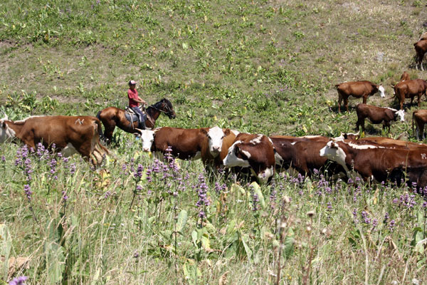 Мясное скотоводство. Мясное животноводство КРС Чили. Выращивание телят под матерью в мясном скотоводстве длится в течение. Животноводство природные зоны